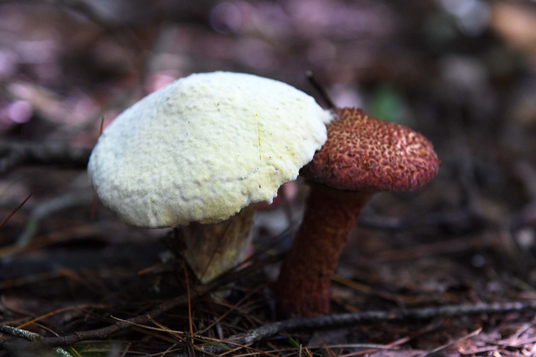 Pennsylvania Mushroom E.jpg